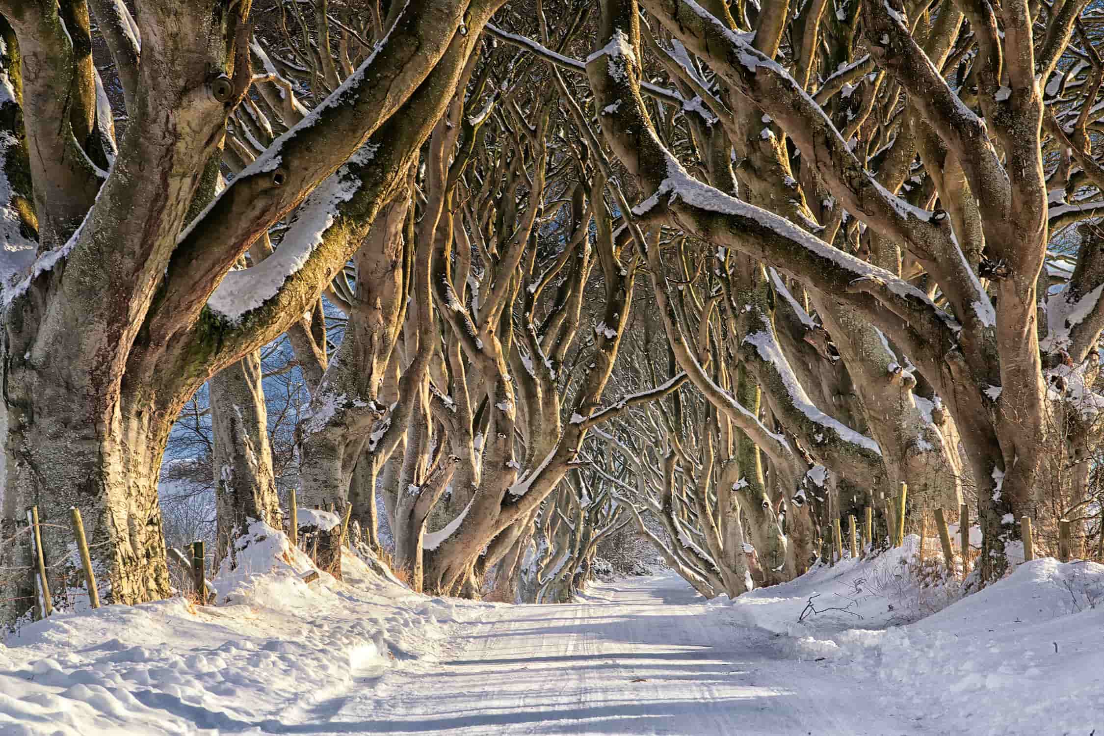 Kings Road at Winter