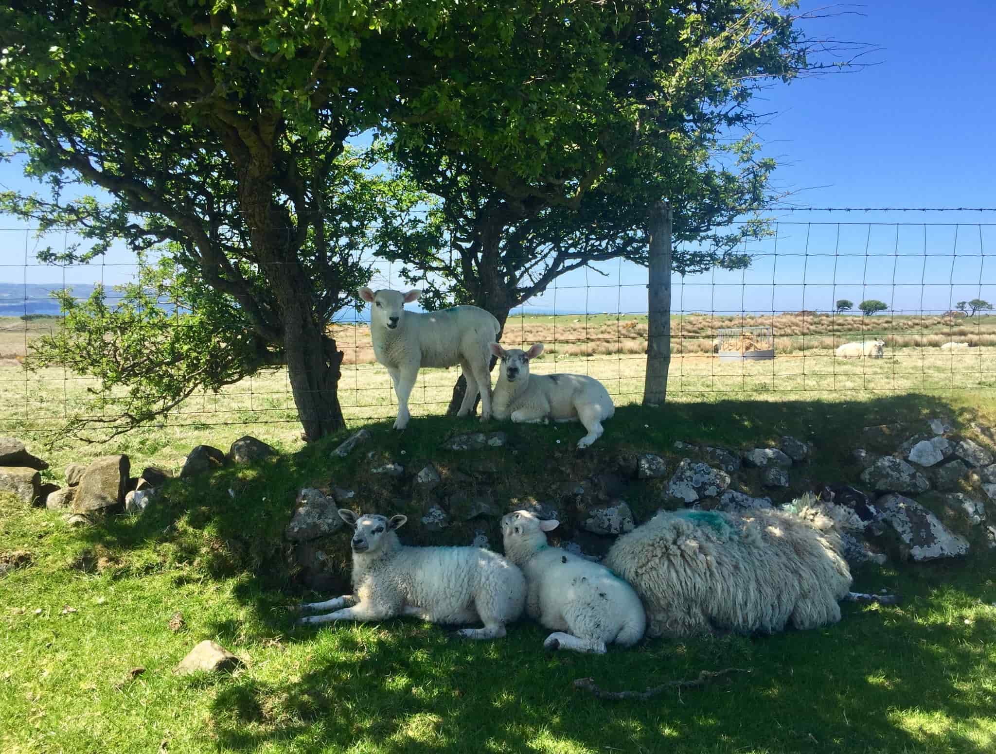 Sheep Northern Ireland